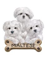 Perstransfer: Maltese puppies 23x28 - H2