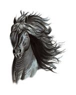 Perstransfer: Friesian horse head 25x33 - H2