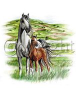 Perstransfer: Twee paarden 25x30 - H1