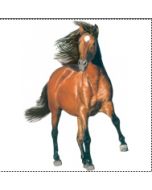 Perstransfer: Brown horse running 18x23 - H2