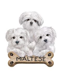 Perstransfer: Maltese puppies 23x28 - H2