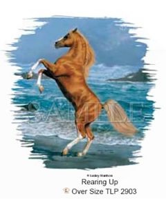 Perstransfer: Steigerend paard 27x37- H1