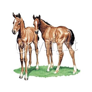 Perstransfer: Horse pasture mates 18x18 - H2